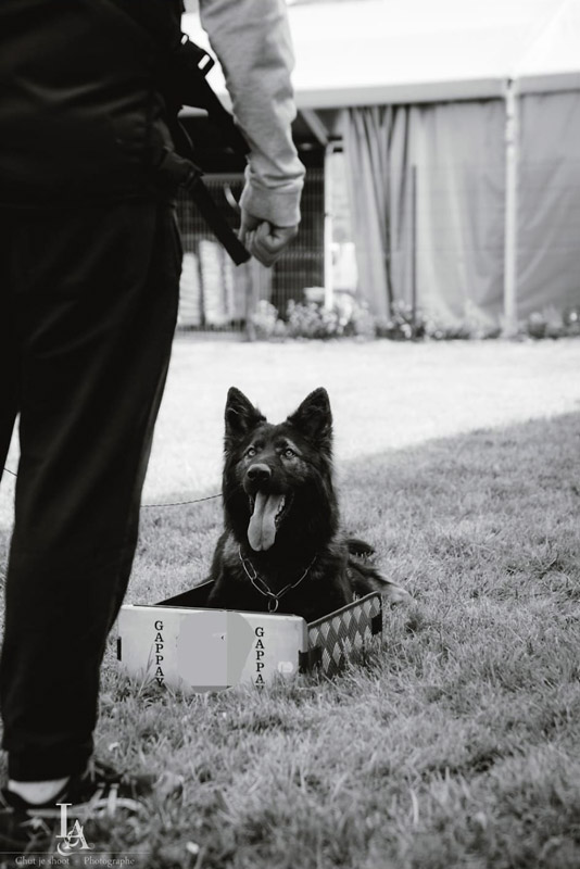 FRK9-dresseur-canin-68