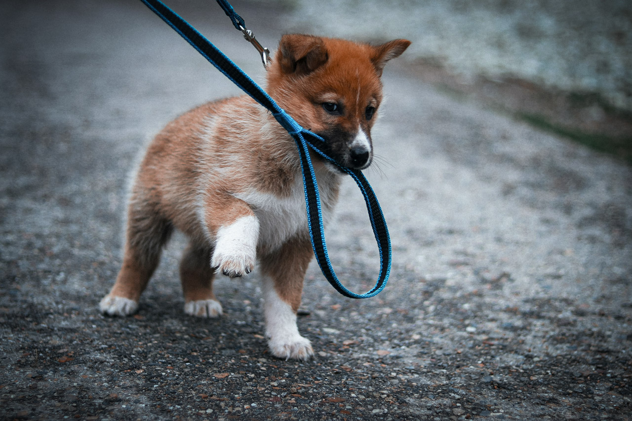 Mantrailing-chiot-colmar